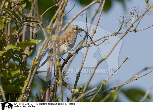 red-backed shrike / THA-03610