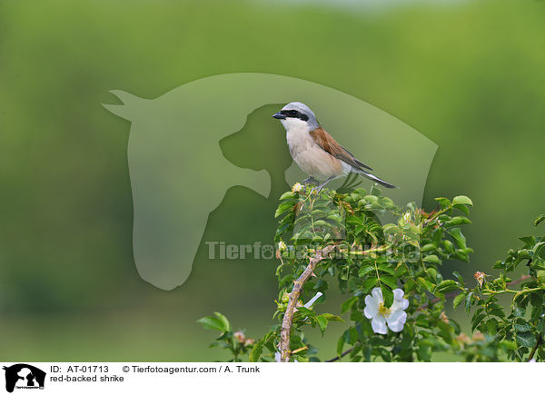 Neuntter / red-backed shrike / AT-01713