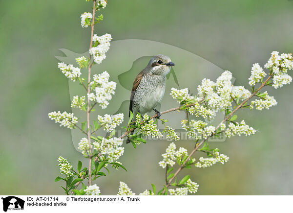 red-backed shrike / AT-01714