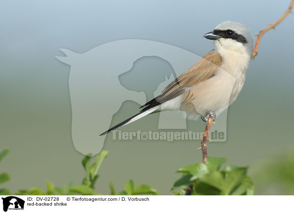 red-backed shrike / DV-02728