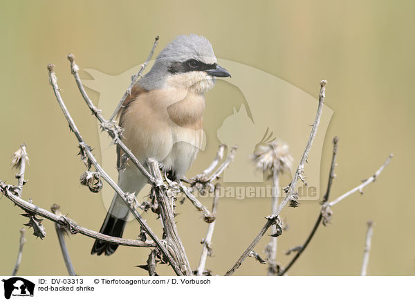 Neuntter / red-backed shrike / DV-03313