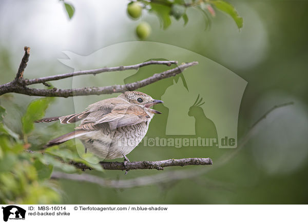 Neuntter / red-backed shrike / MBS-16014