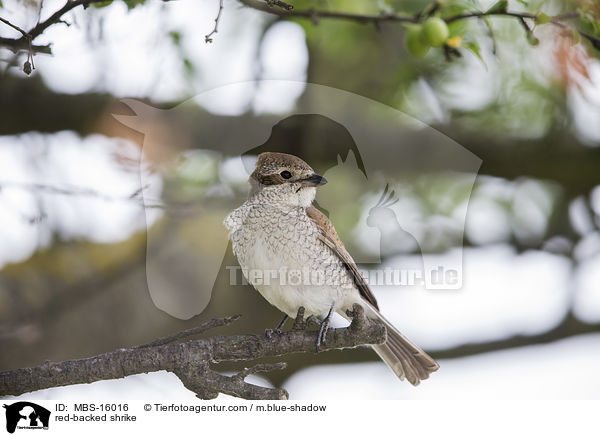 Neuntter / red-backed shrike / MBS-16016