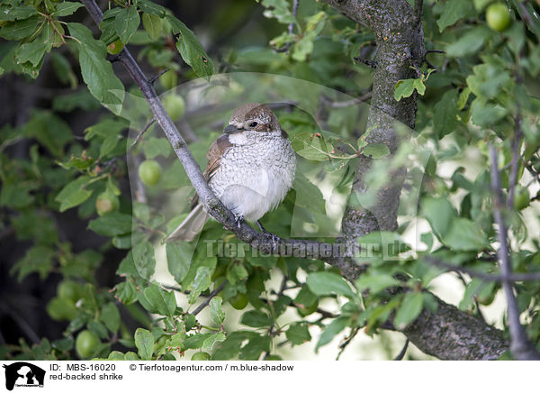 Neuntter / red-backed shrike / MBS-16020