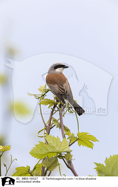 Neunt�ter / red-backed shrike / MBS-16027