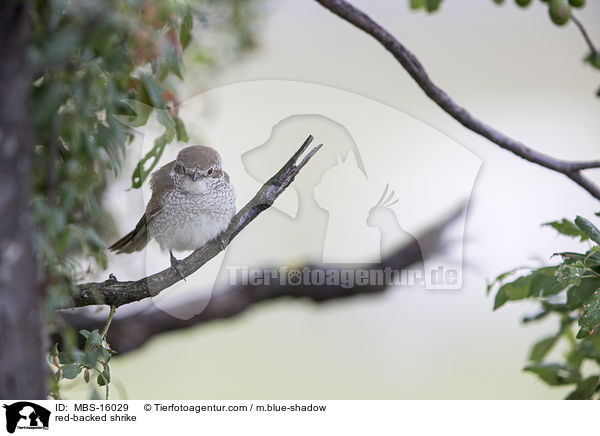 Neuntter / red-backed shrike / MBS-16029