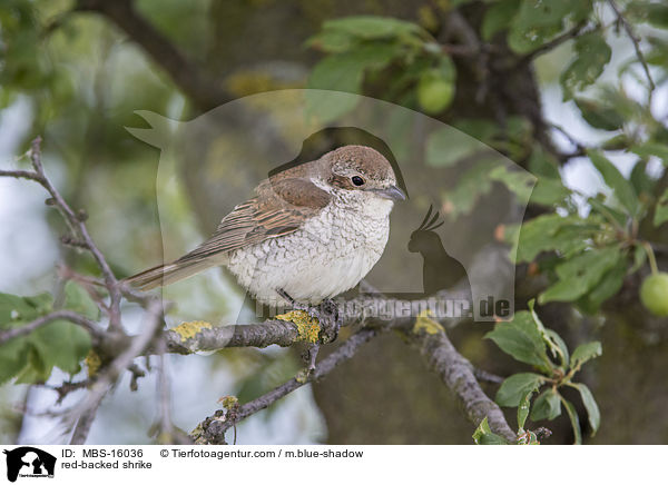 Neuntter / red-backed shrike / MBS-16036