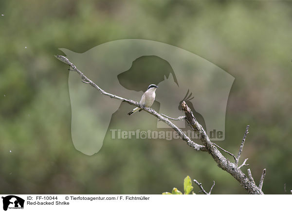 Neunt�ter / Red-backed Shrike / FF-10044