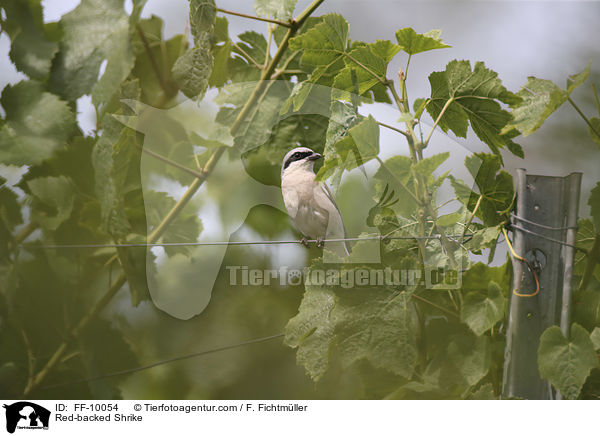 Neuntter / Red-backed Shrike / FF-10054