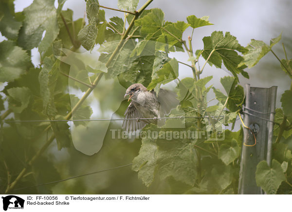 Neuntter / Red-backed Shrike / FF-10056