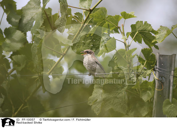 Neuntter / Red-backed Shrike / FF-10057