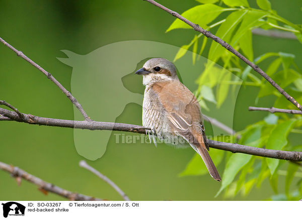 Neuntter / red-backed shrike / SO-03267