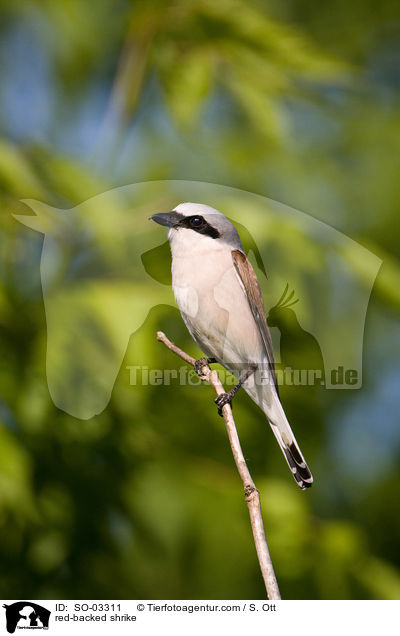 red-backed shrike / SO-03311