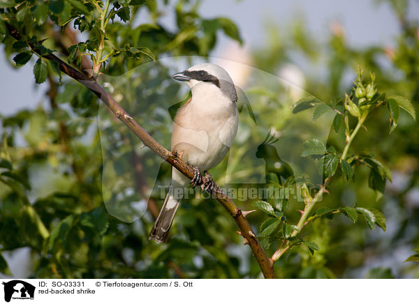 red-backed shrike / SO-03331