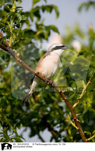 red-backed shrike / SO-03333