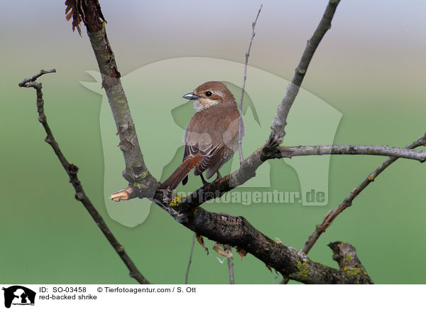 red-backed shrike / SO-03458