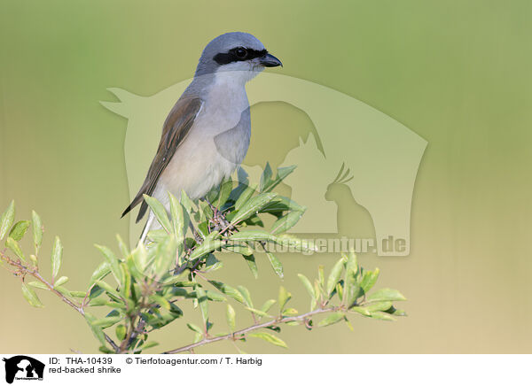 red-backed shrike / THA-10439
