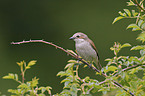 red-backed shrike