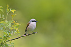 red-backed shrike