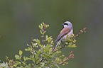 red-backed shrike