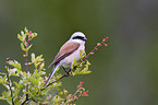 red-backed shrike