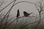 red-backed shrike