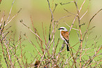 red-backed shrike