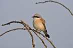 red-backed shrike