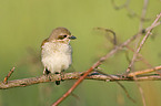 red-backed shrike