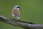 red-backed shrike