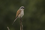 red-backed shrike