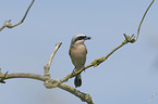 red-backed shrike