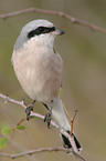 red-backed shrike