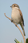 red-backed shrike