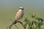 red-backed shrike