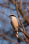 red-backed shrike