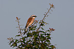 red-backed shrike