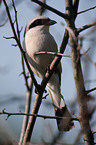 red-backed shrike