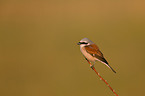 red-backed shrike