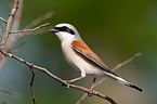 red-backed shrike