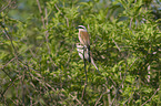 red-backed shrike