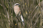 red-backed shrike