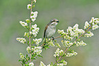 red-backed shrike