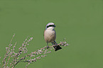 red-backed shrike