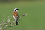 red-backed shrike