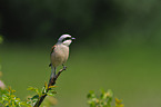 red-backed shrike