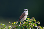 red-backed shrike