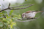 red-backed shrike