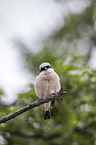 red-backed shrike