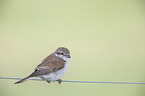 red-backed shrike